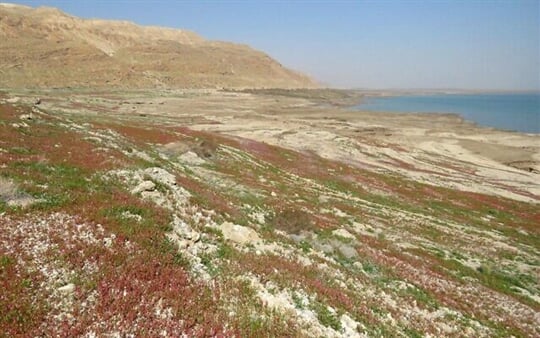 Severní pobřeží Mrtvého moře